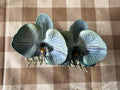 Blue Orchid Pua Hair Clip